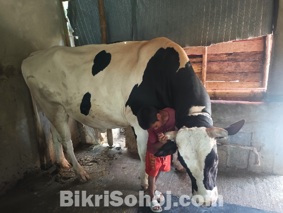 পদ্মার এপারের সবচেয়ে বড় গরু !!!